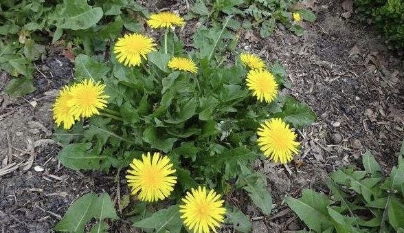 河南益康堂實(shí)業(yè)有限公司雞年送祝福啦?。?！